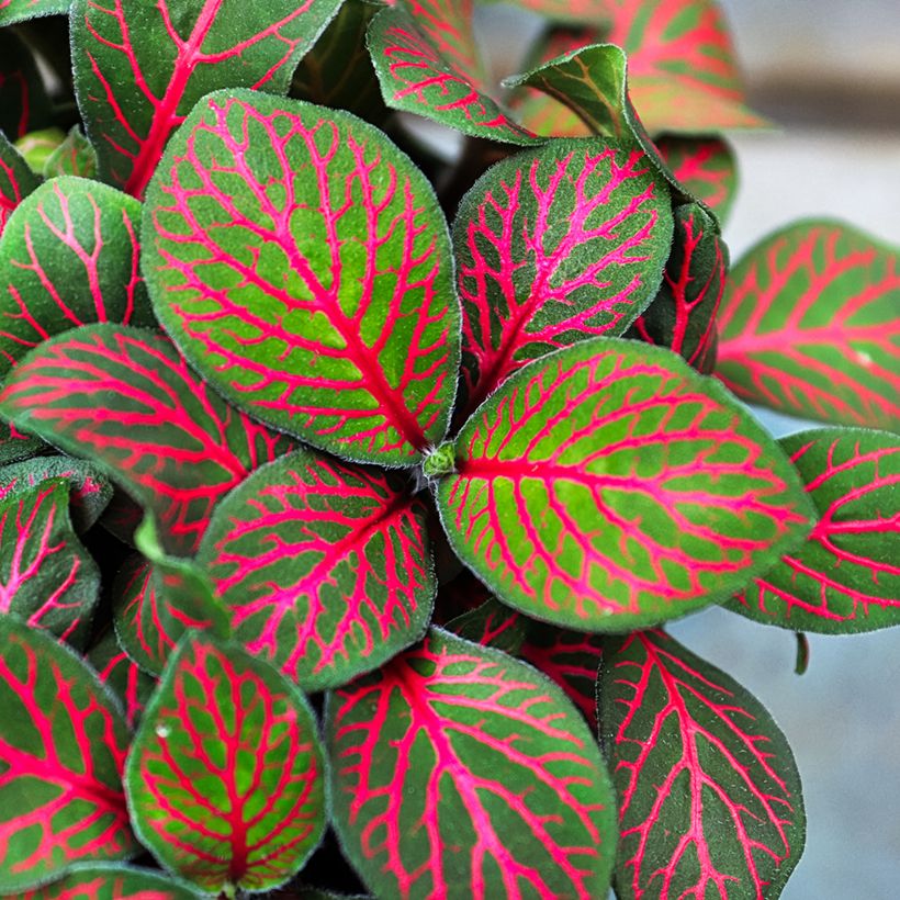 Fittonia Joly Josan Red (Fogliame)