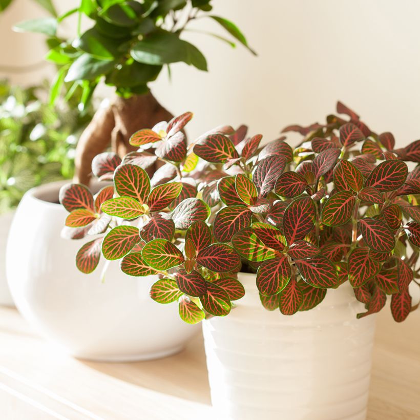 Fittonia Joly Josan Red (Porto)