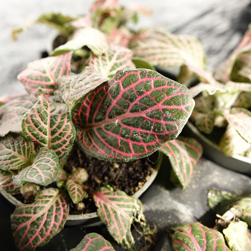 Fittonia Pink Special (Fogliame)