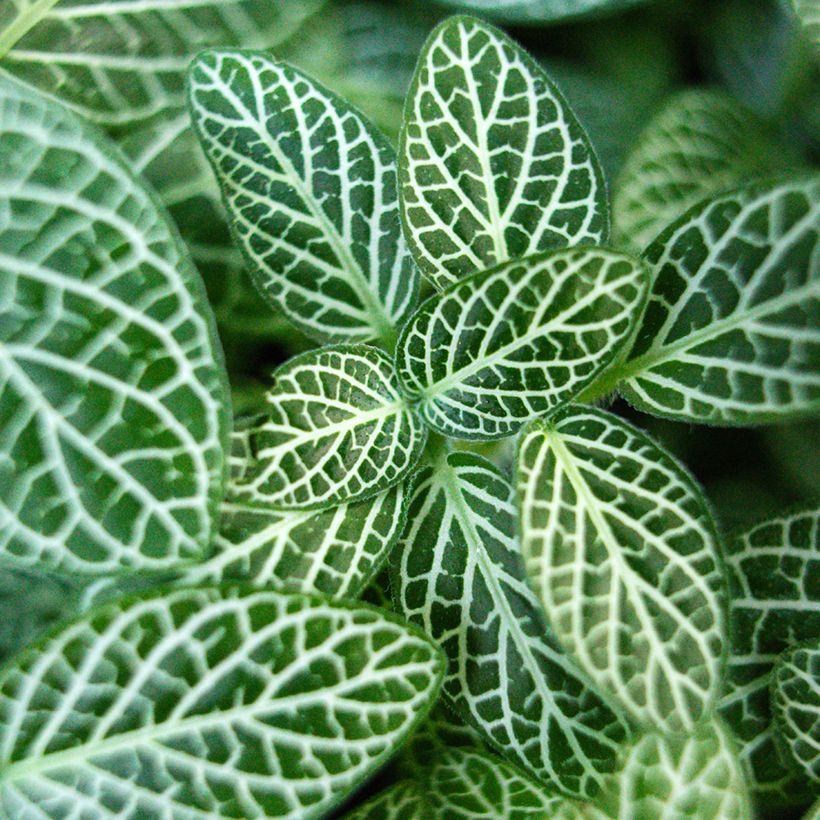 Fittonia Mini White (Fogliame)