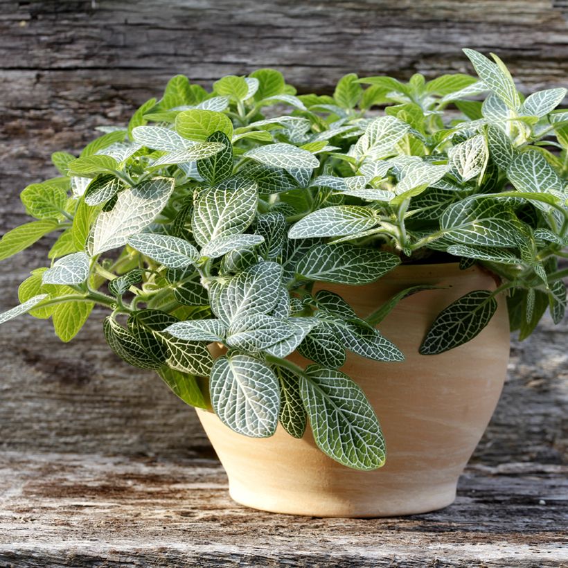 Fittonia Mini White (Porto)