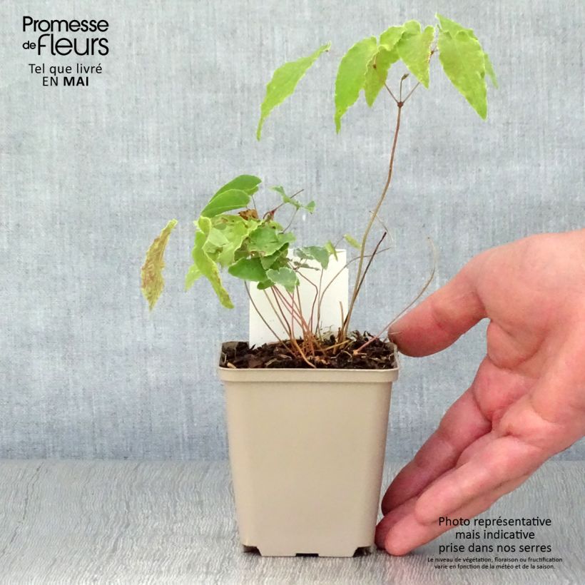 Example of Epimedium Amber Queen Vasetto da 8/9 cm as you get in printemps