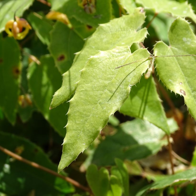 Epimedium Amber Queen (Foliage)