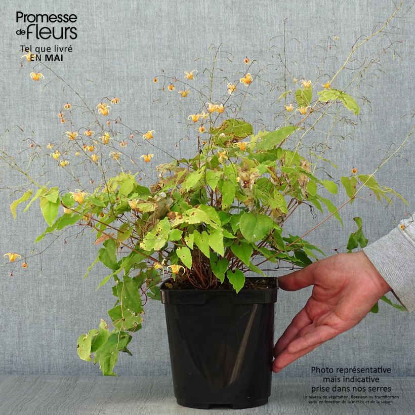 Example of Epimedium Amber Queen Vaso da 3L/4L as you get in printemps