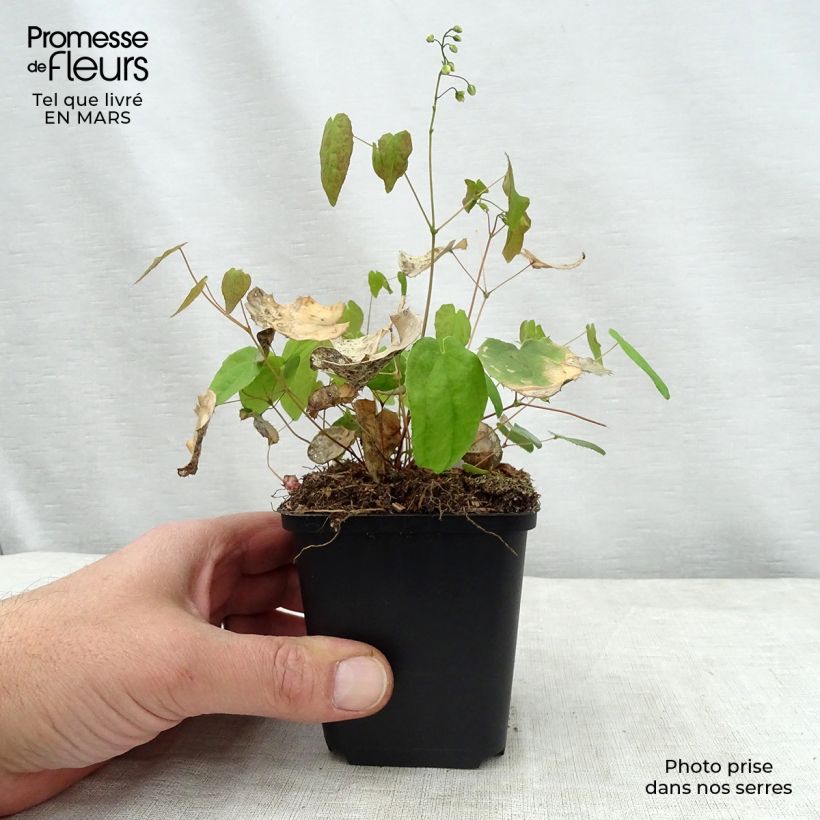 Example of Epimedium Flower Of Sulphur Vasetto da 8/9 cm as you get in printemps