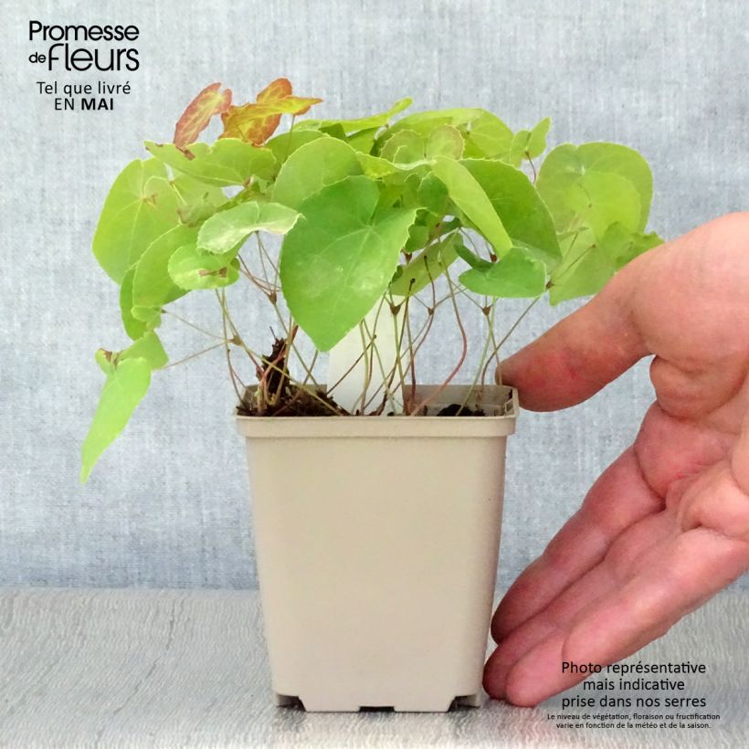 Example of Epimedium pinnatum subsp. colchicum Vasetto da 8/9 cm as you get in printemps