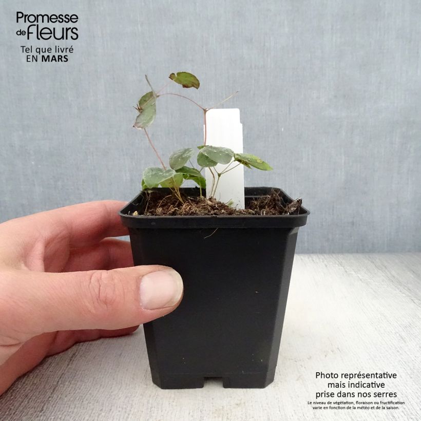 Epimedium pubigerum Orangekönigin Vasetto da 8/9 cm esemplare consegnato in primavera