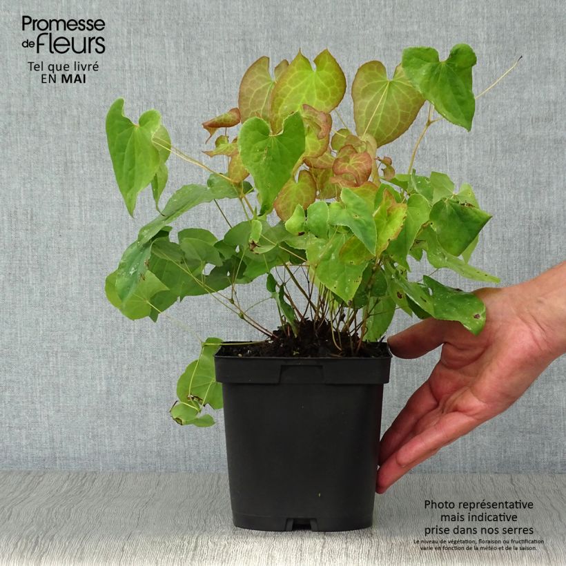 Epimedium pubigerum Orangekönigin Vaso da 2L/3L esemplare consegnato in primavera