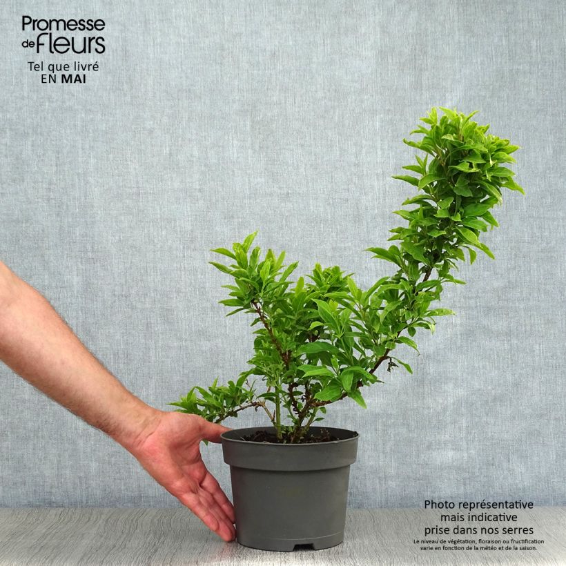 Example of Forsizia Mêlée d'Or Vaso da 3L/4L as you get in printemps