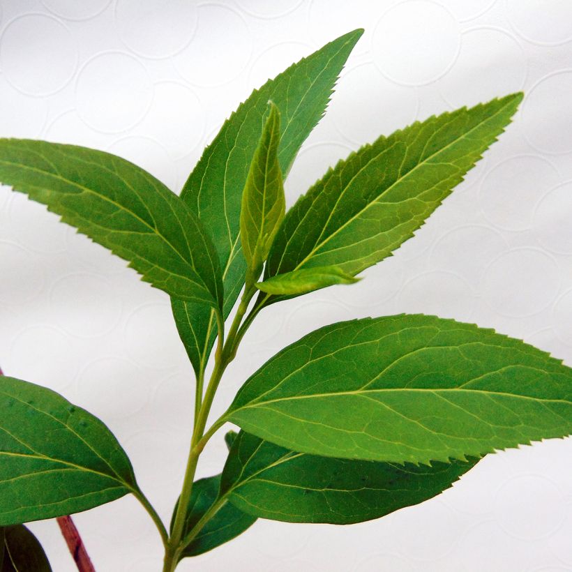 Forsythia intermedia - Forsizia (Foliage)