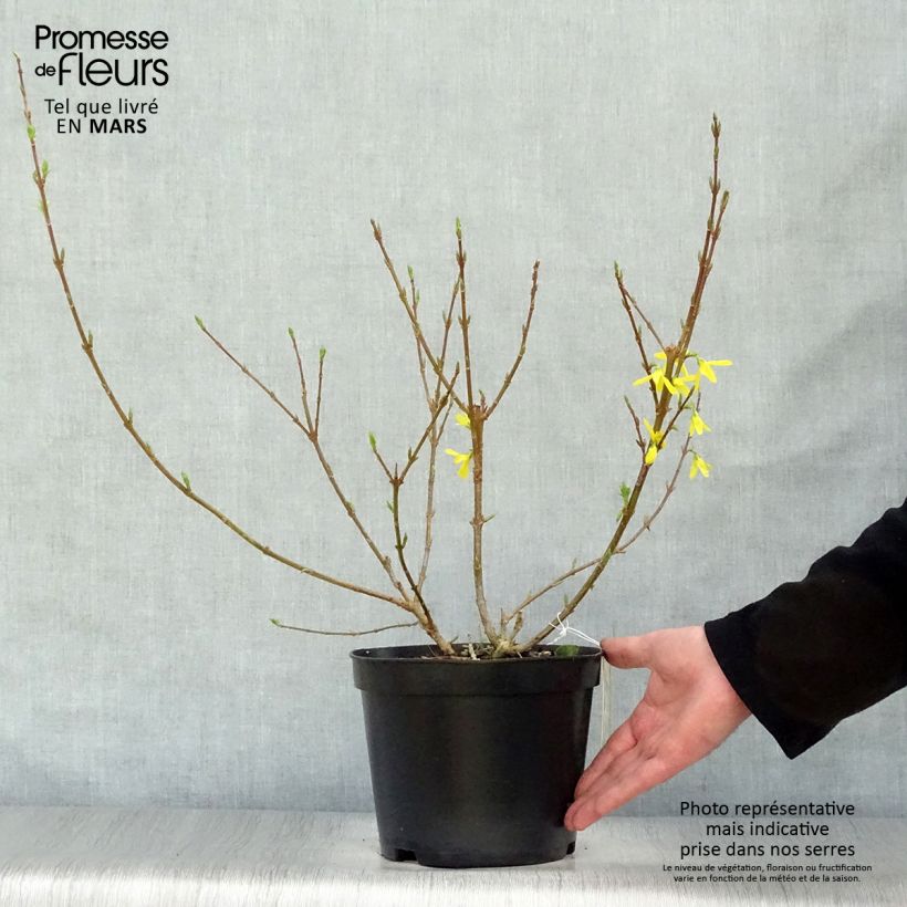 Example of Forsizia Spectabilis Vaso da 2L/3L as you get in printemps