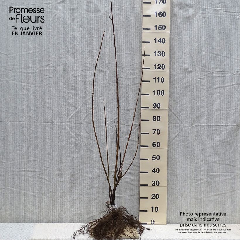 Example of Forsizia Spectabilis Piante piccole a radice nuda as you get in hiver