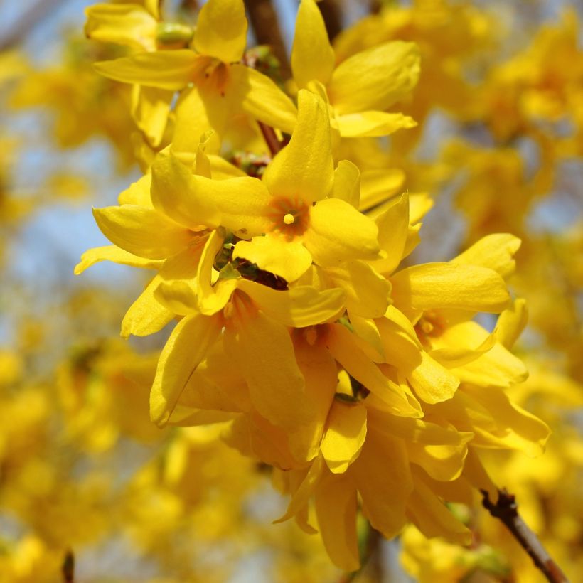 Forsythia intermedia - Forsizia (Flowering)
