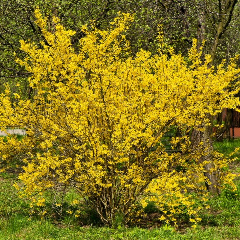 Forsythia intermedia - Forsizia (Plant habit)