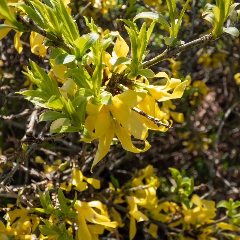 Forsizia - Forsythia suspensa Aurea (Flowering)