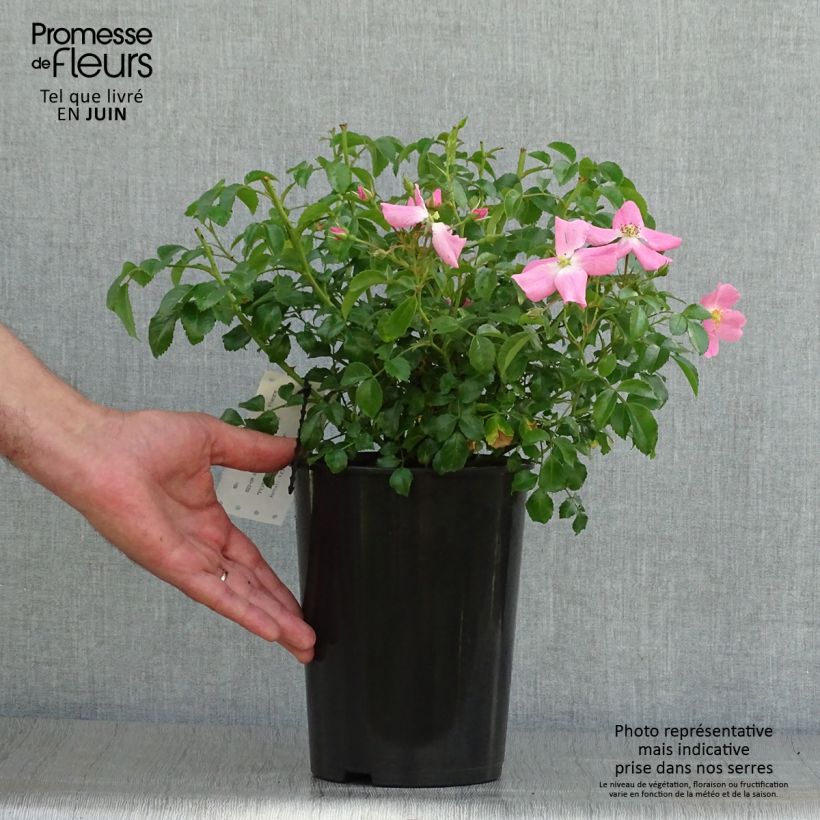 Esemplare di Rosa Rigo Rosen Fortuna Vaso da 2L/3L consegnato in estate
