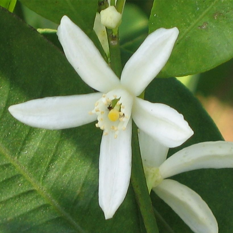 Fortunella margarita - Kumquat ovale (Flowering)