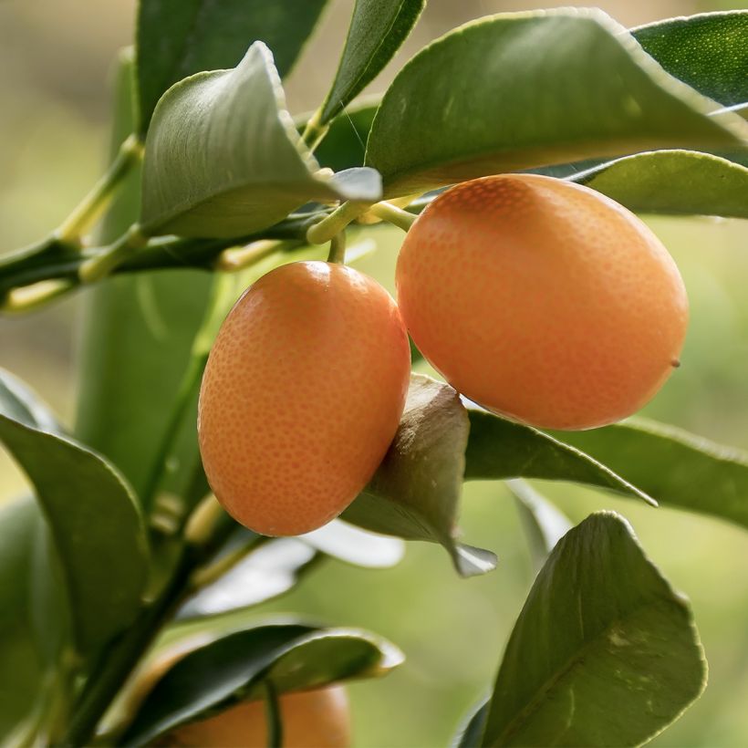 Fortunella margarita - Kumquat ovale (Harvest)