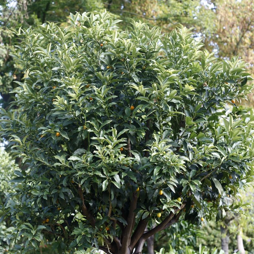 Fortunella margarita - Kumquat ovale (Plant habit)