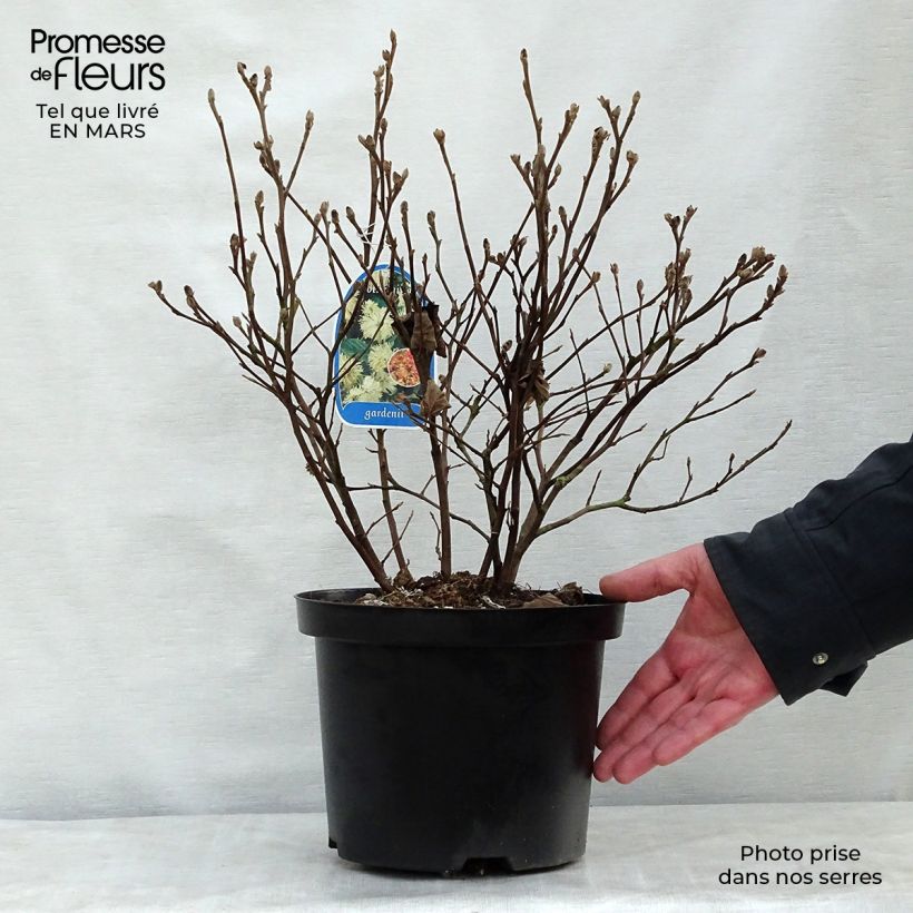 Example of Fothergilla gardenii Vaso da 3L/4L as you get in printemps