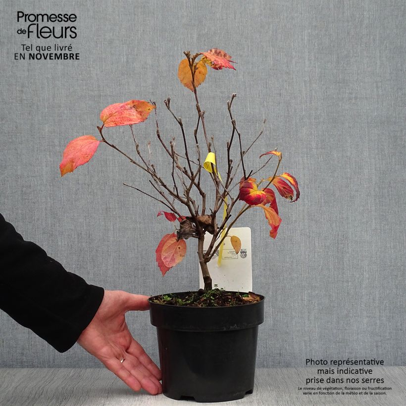 Esemplare di Fothergilla intermedia Blue Shadow Vaso da 3L/4L come consegnato in autunno