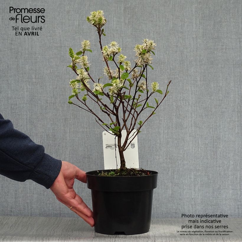 Fothergilla intermedia Blue Shadow Vaso da 3L/4L esemplare consegnato in primavera
