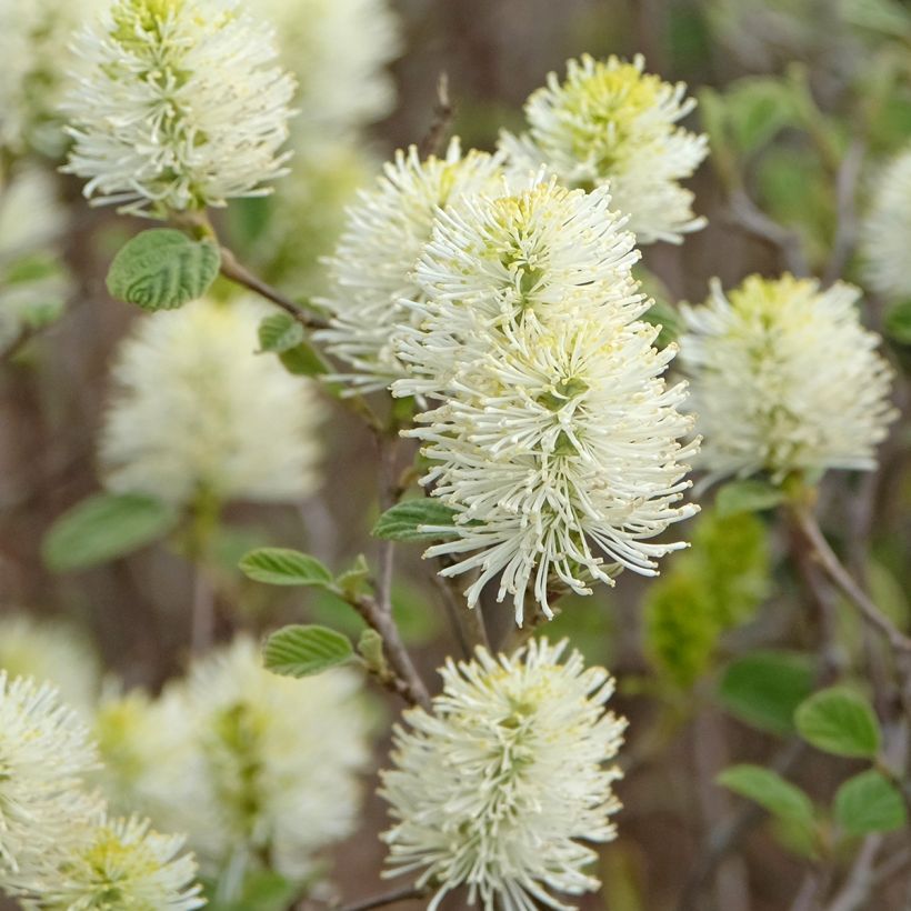 Fothergilla intermedia Blue Shadow (Fioritura)