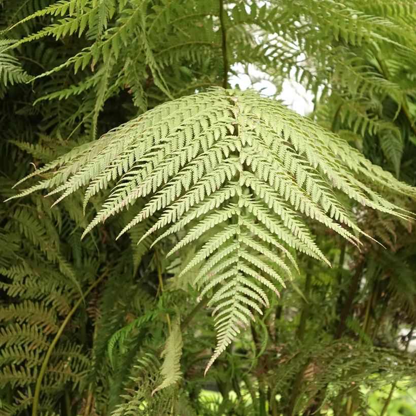Dicksonia antarctica - Felce arborea (Fogliame)
