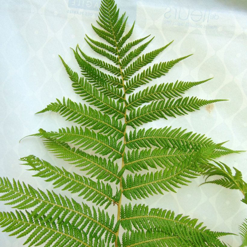 Dicksonia antarctica - Felce arborea (Foliage)