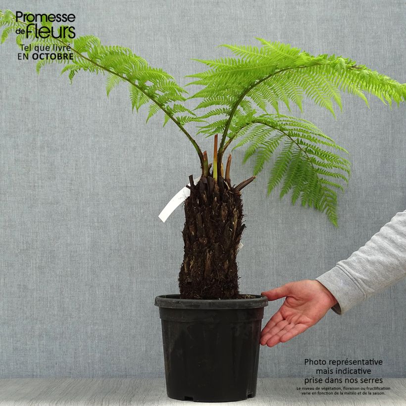 Esemplare di Dicksonia antarctica - Felce arborea Vaso da 4L/5L, Vaso impalcato alto consegnato in estate