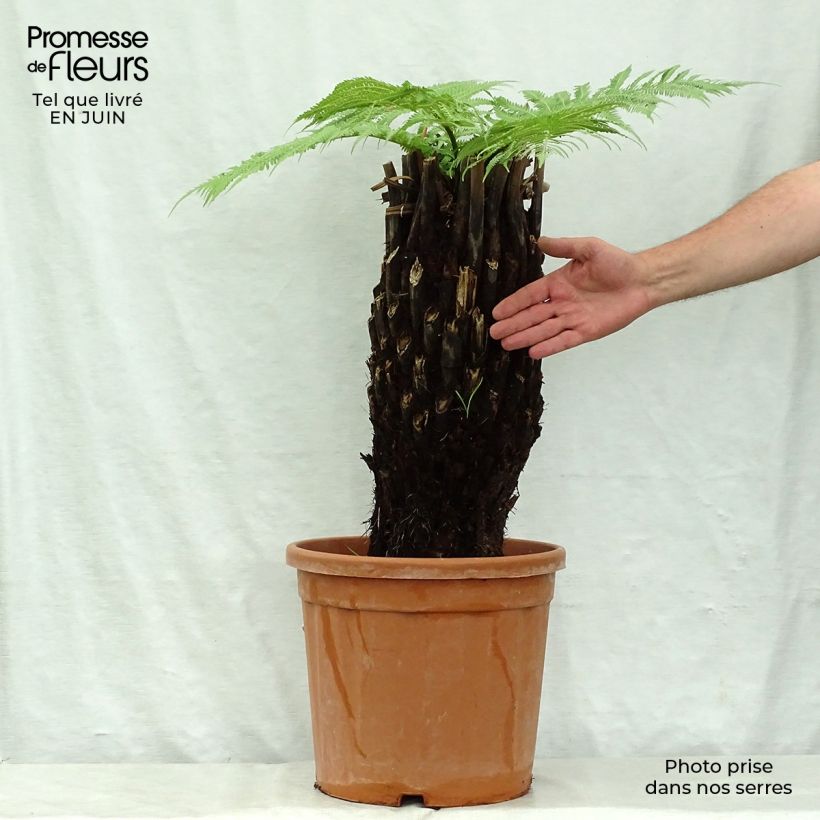 Esemplare di Dicksonia antarctica - Felce arborea Vaso da 18L/20L, Vaso impalcato alto consegnato in estate
