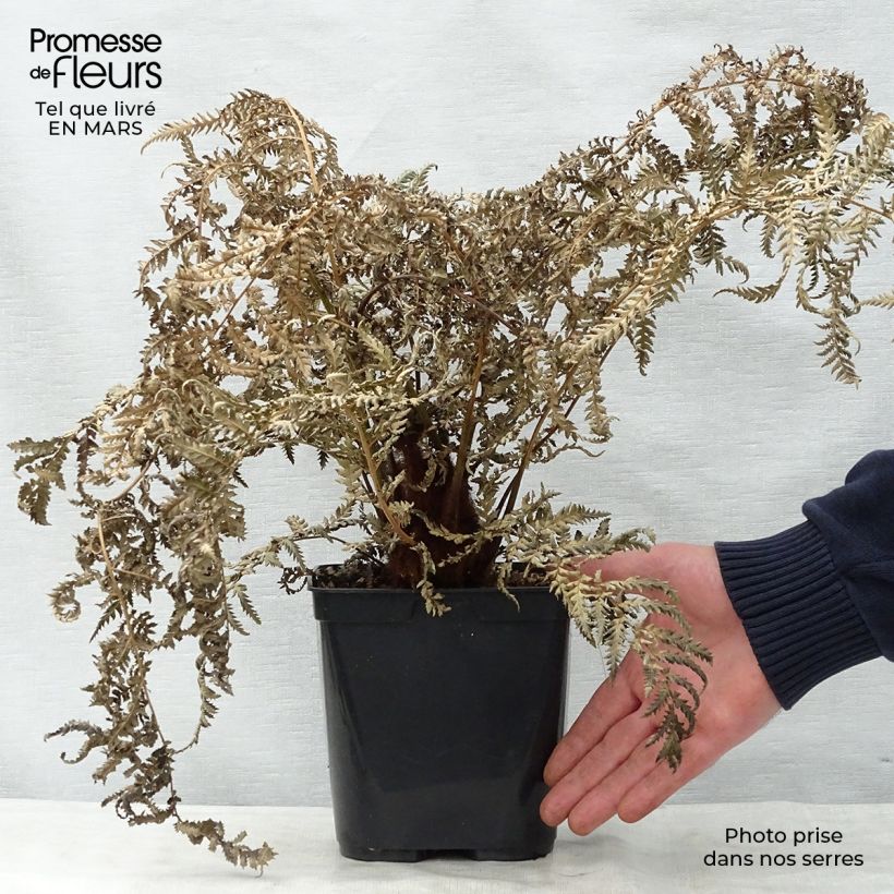 Example of Dicksonia fibrosa - Felce arborea dorata Vaso da 3L/4L as you get in printemps