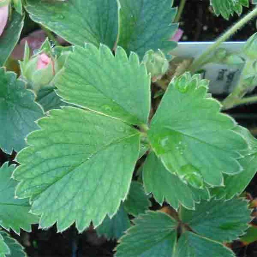 Fragola Pink Panda (Foliage)