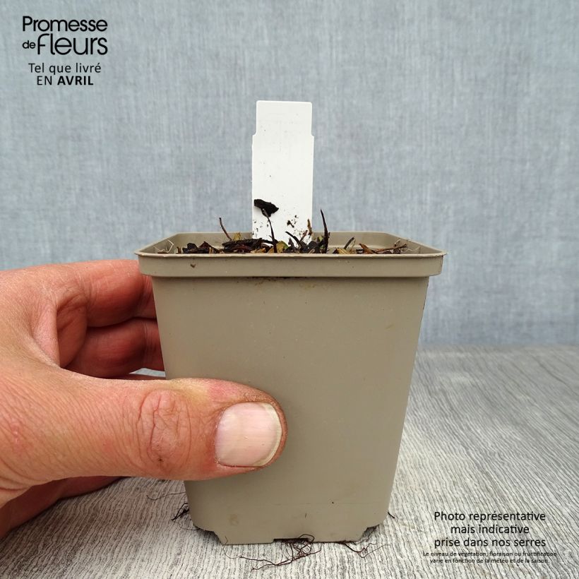 Example of Fragola Alexandria Vasetto da 8/9 cm as you get in printemps