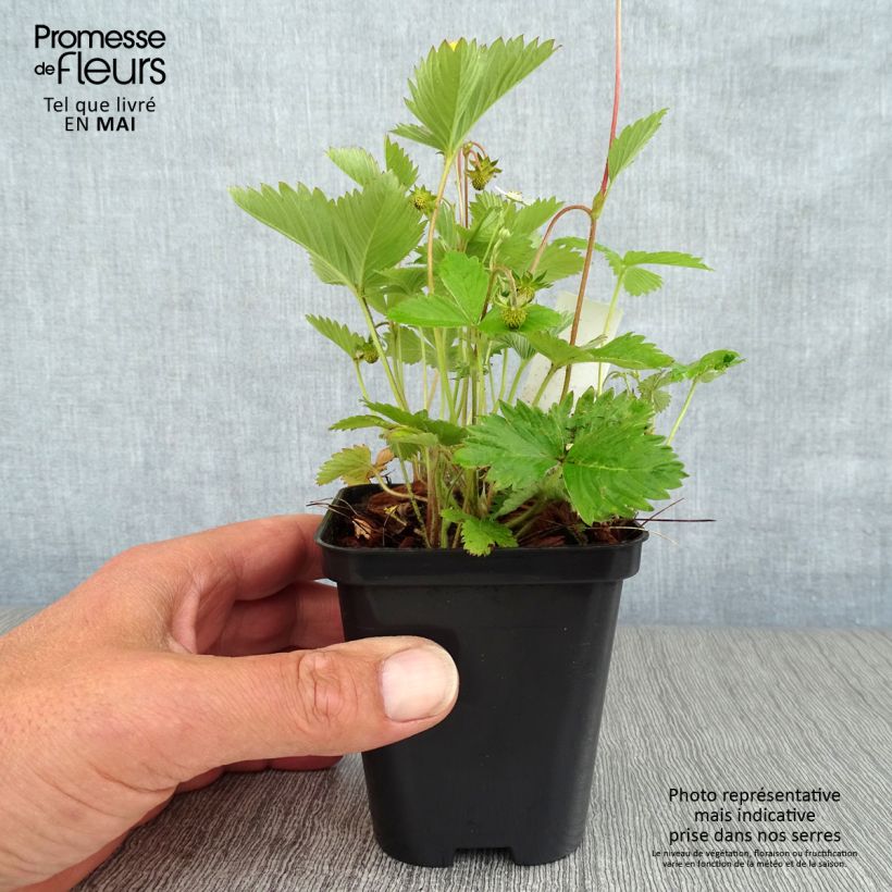 Example of Fragola di bosco Vasetto da 8/9 cm as you get in printemps