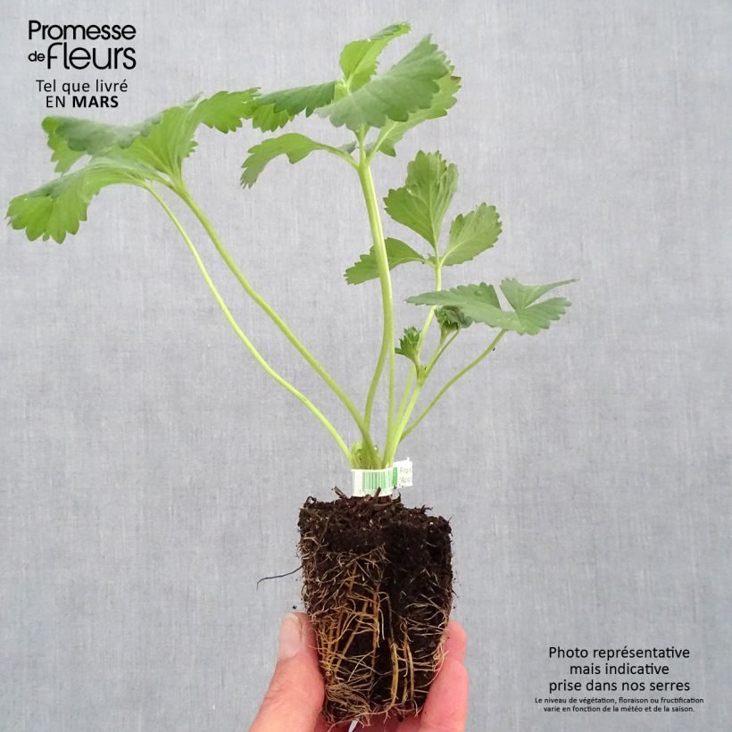 Example of Fragola rifiorente Anaïs Bio Zolla 5 cm x 7 cm as you get in printemps