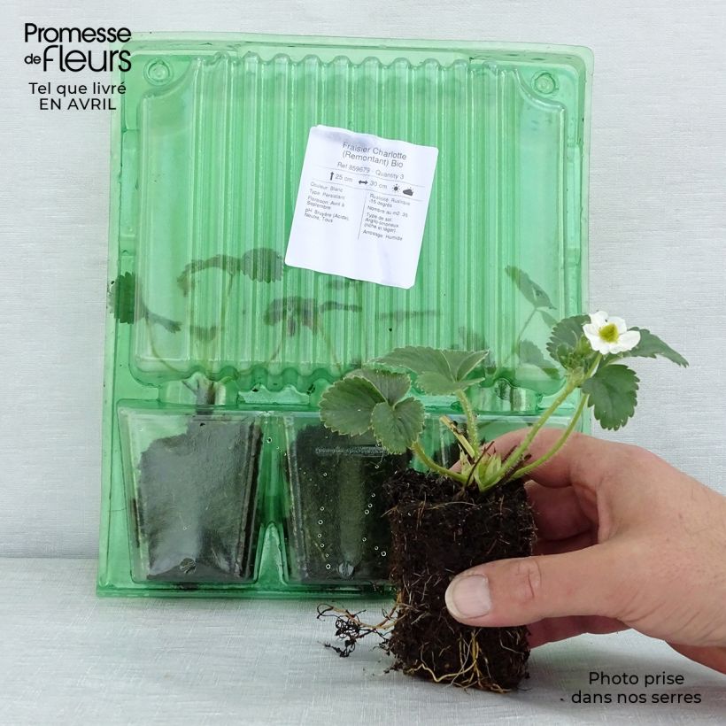 Example of Fragola rifiorente Charlotte Bio Zolla 5 cm x 7 cm as you get in printemps