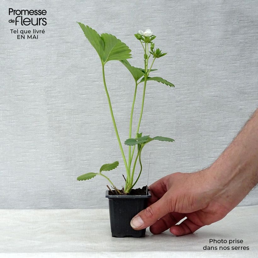 Example of Fragola rifiorente Charlotte Vasetto da 7/8 cm as you get in printemps