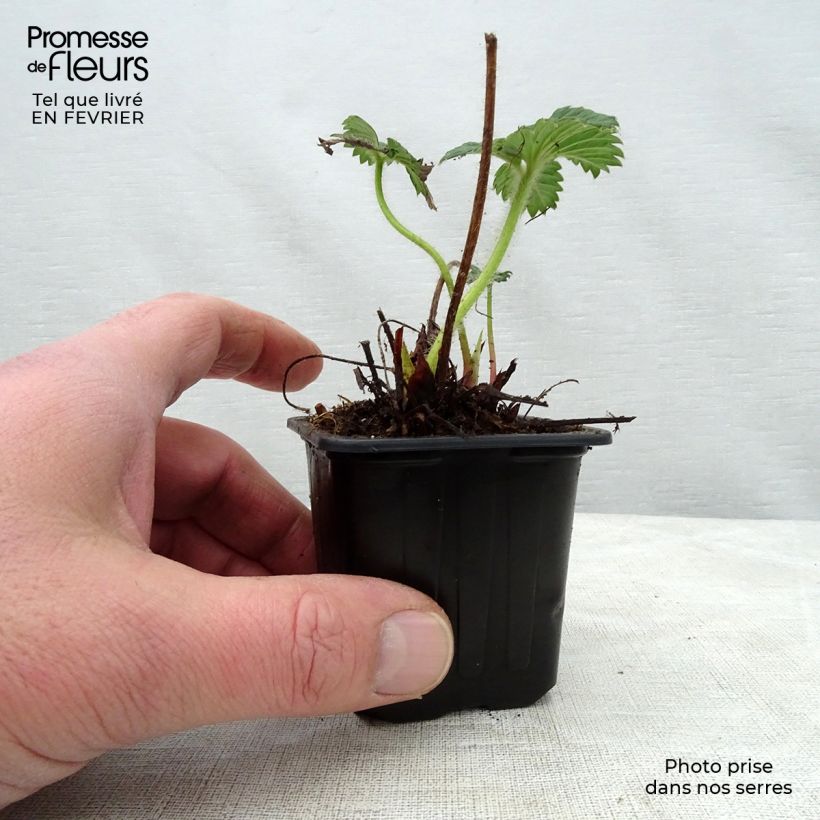 Example of Fragola Cherry Berry Vasetto da 7/8 cm as you get in hiver