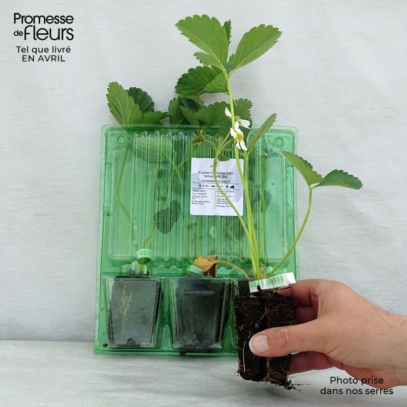 Example of Fragola Ciflorette Bio Zolla 5 cm x 7 cm as you get in printemps