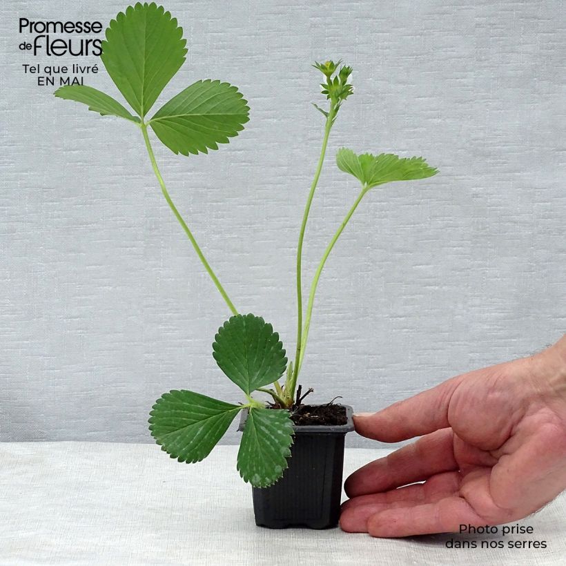 Example of Fragola Ciflorette Vasetto da 7/8 cm as you get in printemps