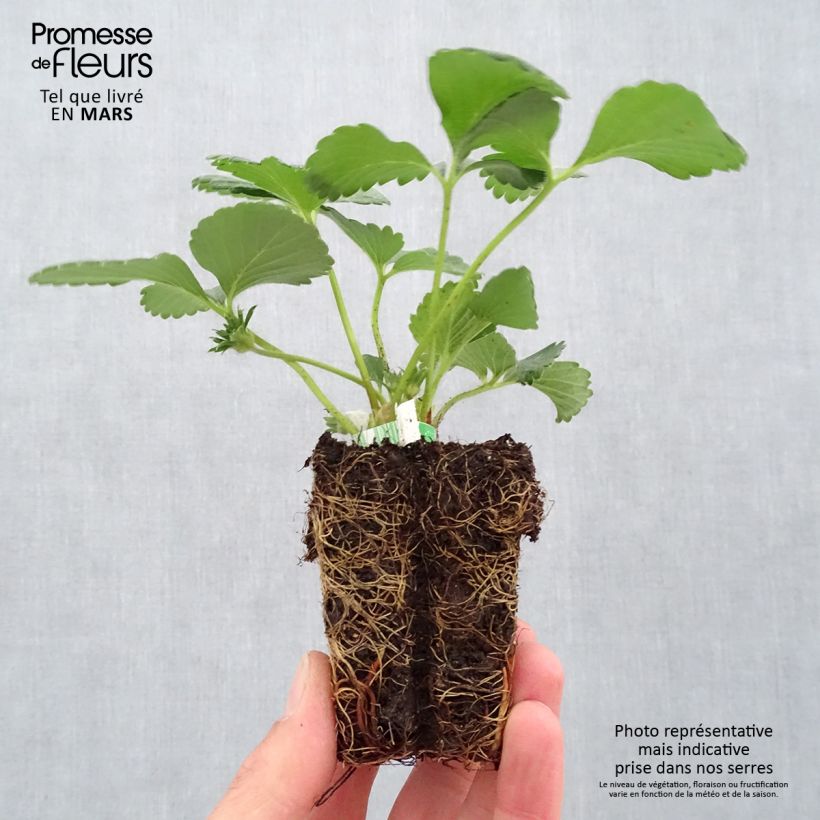 Fragola rifiorente Cijosée Bio Zolla 5 cm x 7 cm esemplare consegnato in primavera