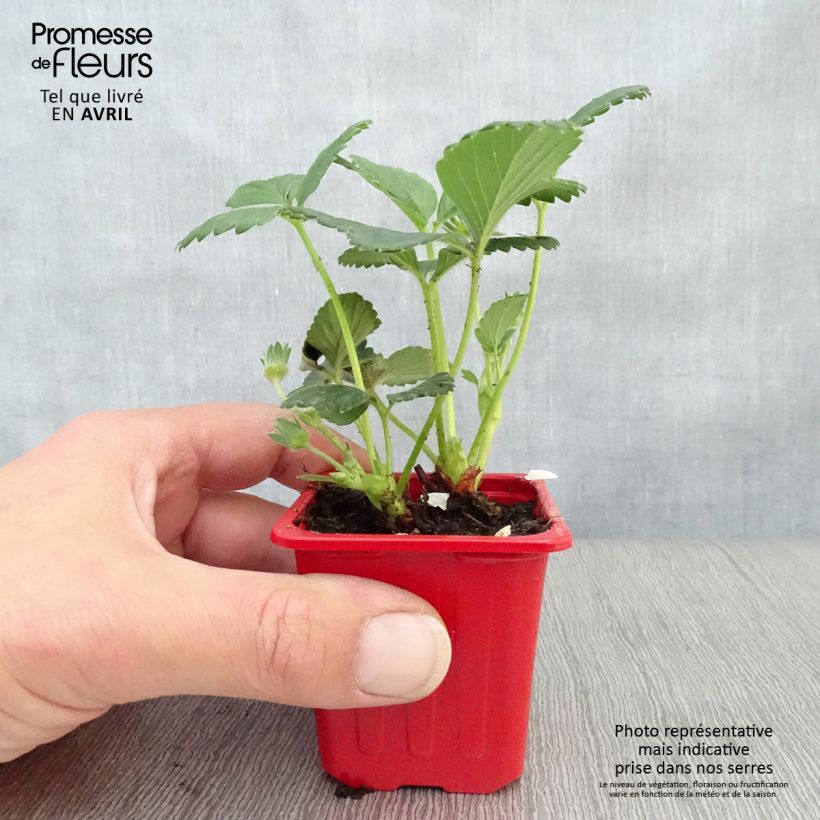 Fragola rifiorente Cijosée Vasetto da 7/8 cm esemplare consegnato in primavera