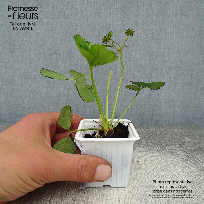 Example of Fragola Cirano Vasetto da 7/8 cm as you get in printemps