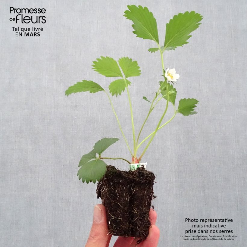 Example of Fragola Gariguette Bio Zolla 5 cm x 7 cm as you get in printemps