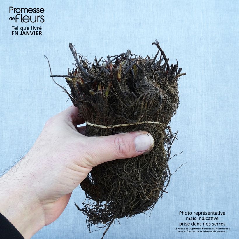 Example of Fragola Gariguette Piante piccole a radice nuda as you get in hiver