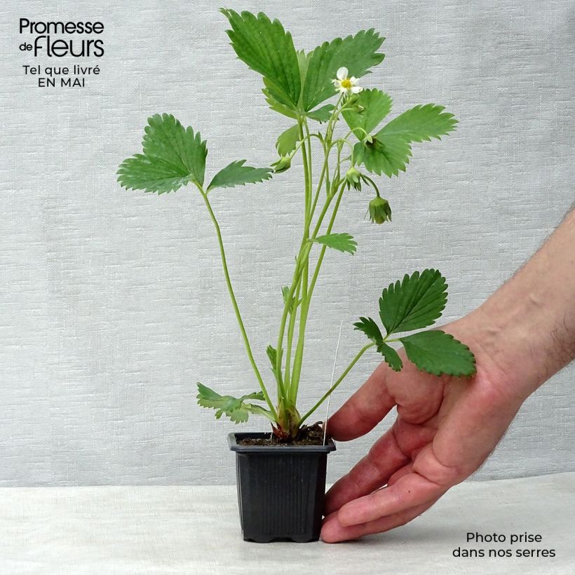 Example of Fragola Gariguette Vasetto da 7/8 cm as you get in printemps