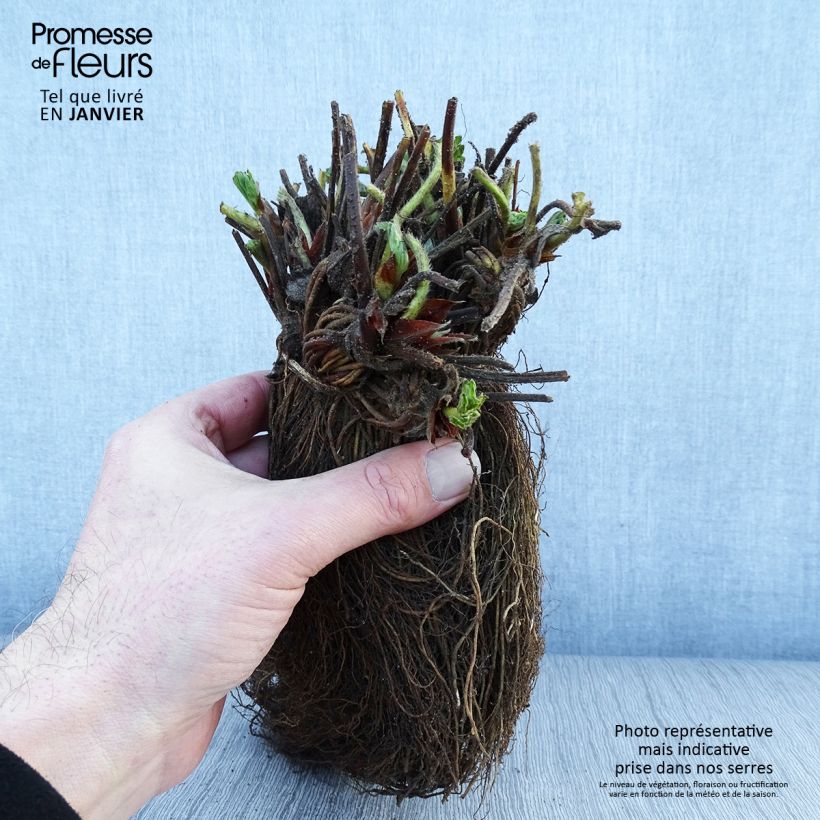 Example of Fragola Magnum Piante piccole a radice nuda as you get in hiver