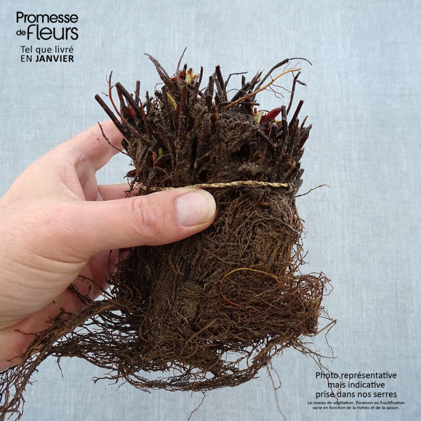 Example of Fragola Manille Piante piccole a radice nuda as you get in hiver