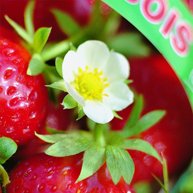 Fragola rifiorente 4 stagioni Mara des Bois (Fioritura)